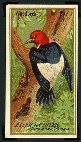 46 Woodpecker